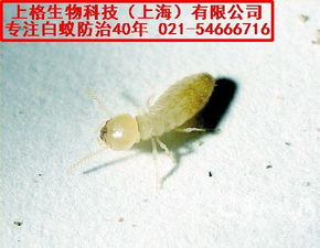 松江區(qū)滅白蟻公司怎么收費(fèi) 上海滅鼠防蟲(chóng)服務(wù)