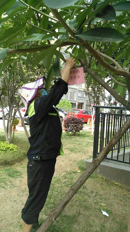 理想灣小區(qū)開展綠化樹木除蟲防害,滅蚊,滅鼠工作,提高了小區(qū)居民的