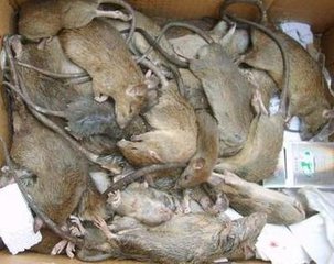 鷹潭殺老鼠電話