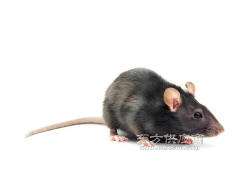 殺蟲滅鼠公司服務電話 瑞克害蟲防治 三水區(qū)滅鼠公司圖片