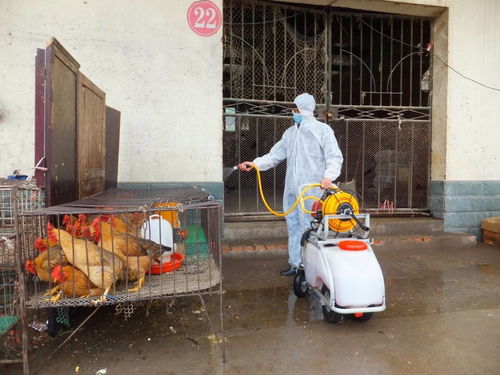 邯鄲滅鼠 邯鄲滅鼠公司 如何驅(qū)趕老鼠 怎樣趕走老鼠 邯鄲殺蟲(chóng) 邯鄲殺蟲(chóng)公司 邯鄲市滅鼠公司 邯鄲殺蟲(chóng)公司 邯鄲滅鼠殺蟲(chóng)公司 邯鄲滅鼠殺蟲(chóng)公司 邯鄲滅鼠殺蟲(chóng)公司