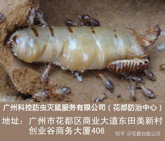 東莞治白蟻防治怎么殺-森葉白蟻防治-天涯焦點(diǎn)
