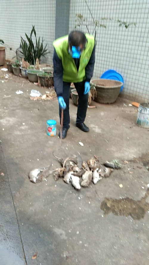 虎門工廠殺蟲滅鼠服務(wù)熱線已開通