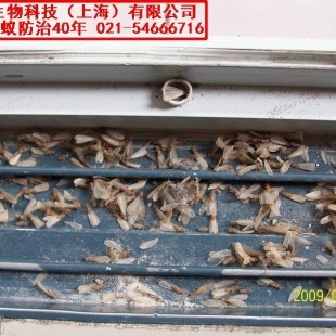 奉賢區(qū)滅白蟻公司怎么收費(fèi)?上海滅鼠防蟲服務(wù)