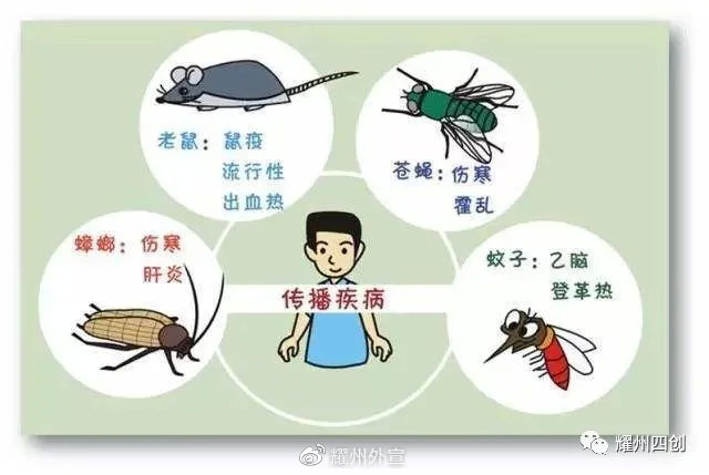 科普知識|秋冬季如何滅鼠?