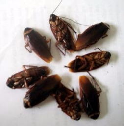 廣州白蟻防治公司滅白蟻 番禺殺蟲(chóng)滅鼠 滅蟑螂服務(wù)