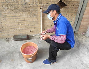 可怕 家里有老鼠東走西竄 快點開家居防鼠寶典