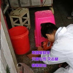南昌專業(yè)滅鼠公司聚群英提供寫字樓辦公室食品廠工業(yè) 南昌其它服務(wù)