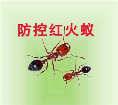 桂林赫鼎鴻滅鼠公司滅白蟻、滅紅火蟻