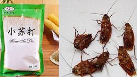 有害生物防治 專業(yè)滅鼠滅蟑螂,為人民服務(wù)的行業(yè),有害生物防制加盟