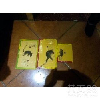 【平江縣醫(yī)院滅鼠滅蟑服務(wù)】-