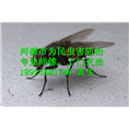 *=*連平縣蒼蠅防治 _┃連平縣防治蒼蠅