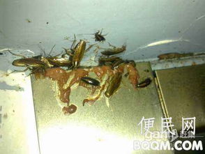 廣州滅鼠公司,專業(yè)家庭上門滅鼠服務