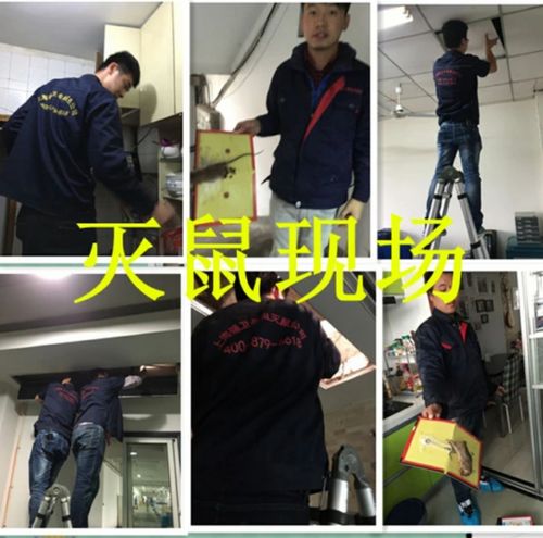 除蟲滅鼠,專業(yè)上門服務(wù)