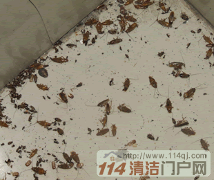 滅蟑效果好壞如何判定