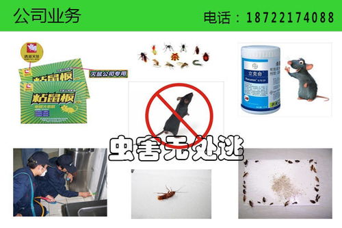 天津滅老鼠公司電話 天津滅老鼠公司 清波環(huán)保