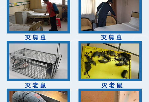 天津食品包裝廠滅鼠服務(wù)多重優(yōu)惠 在線咨詢