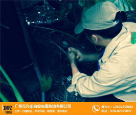 滅鼠殺蟲公司科學(xué)環(huán)保 黃埔區(qū)滅鼠殺蟲公司 興明白蟻防治