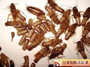 專(zhuān)業(yè)家庭餐飲殺蟲(chóng)滅鼠滅跳蚤白蟻防治等有害生物防治