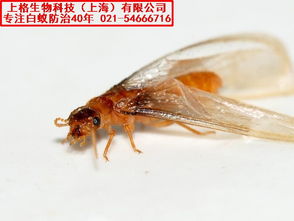 松江區(qū)滅白蟻公司怎么收費(fèi) 上海滅鼠防蟲(chóng)服務(wù)