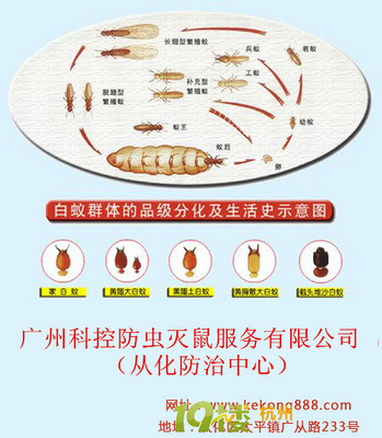 從化白蟻防治