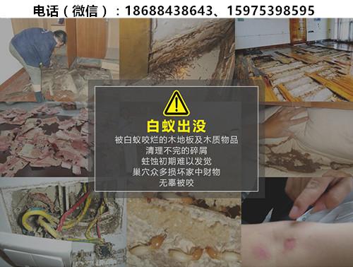從化溫泉鎮(zhèn)白蟻防治