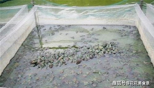 年初至今價(jià)格翻5倍,進(jìn)入暴利期,又引起養(yǎng)殖熱潮,可行嗎